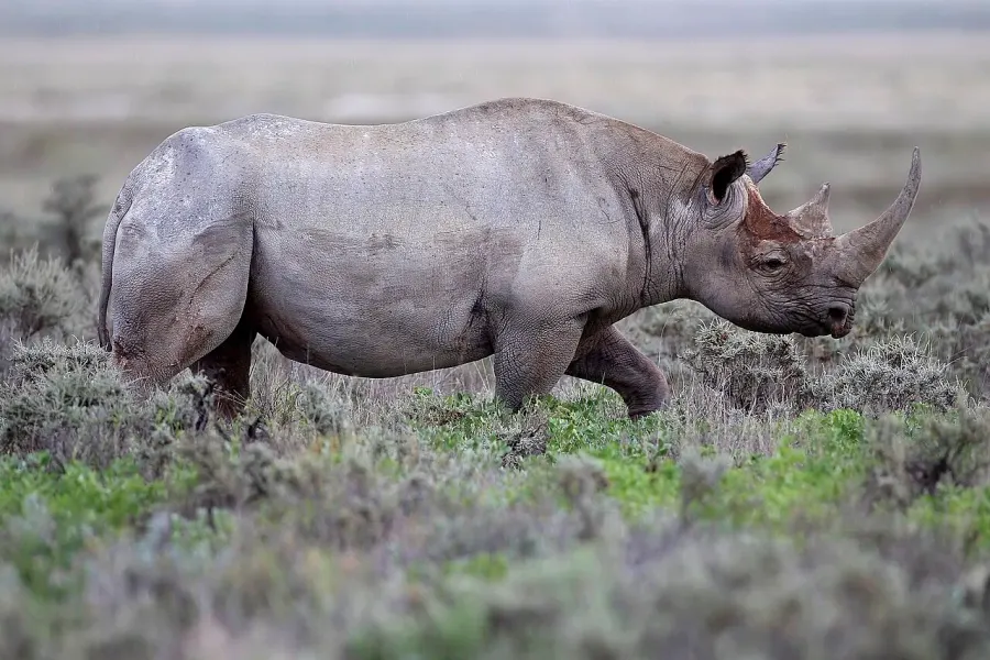 La carte Rhinocéros noir