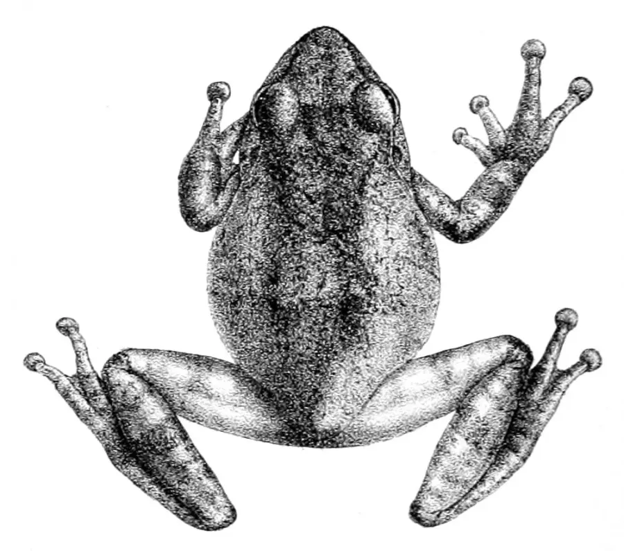 The Philautus card