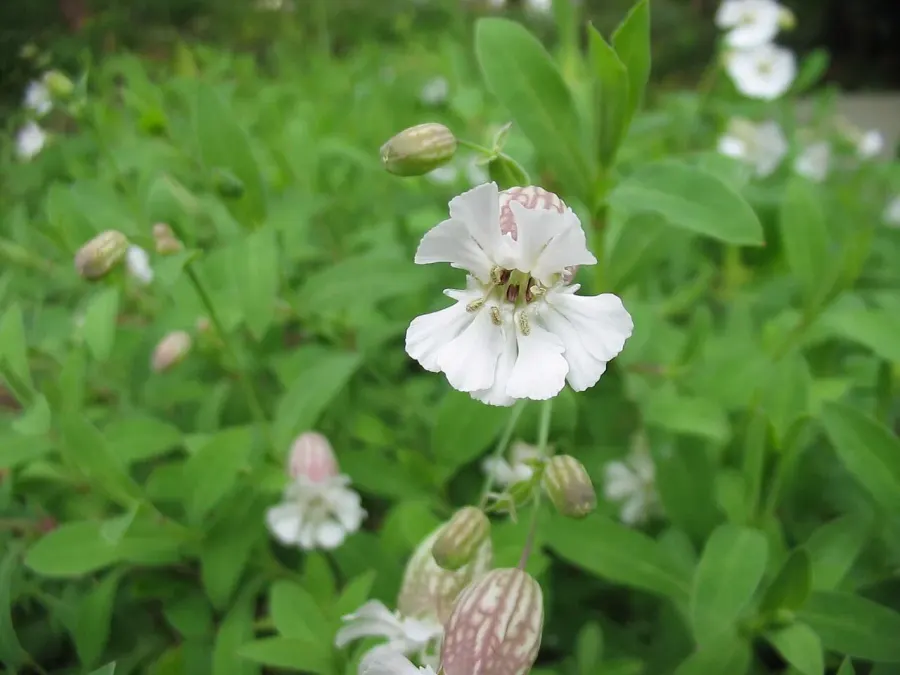 La carte Silene uniflora