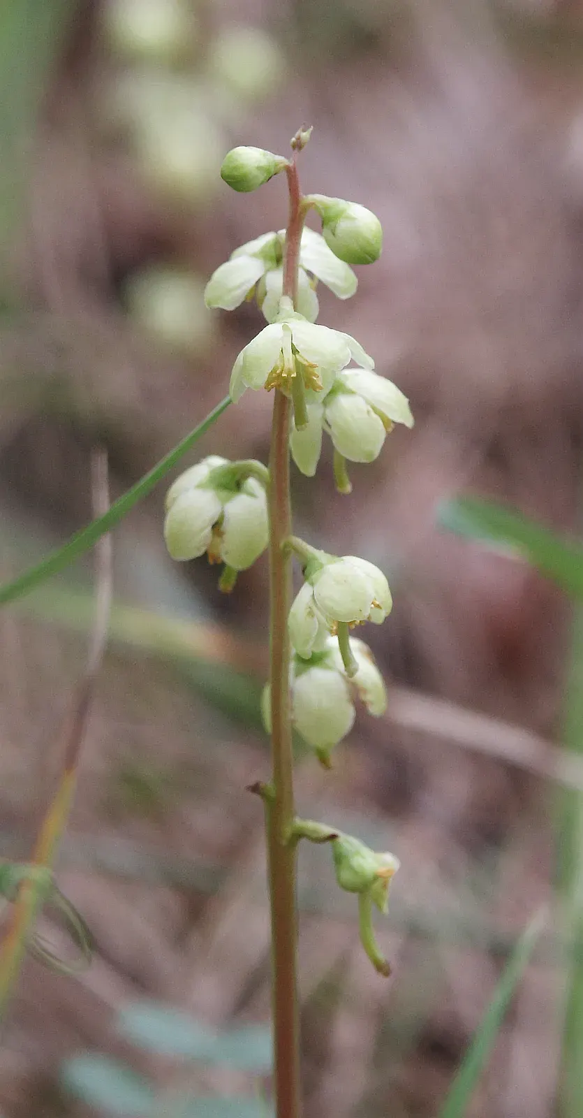 The Pyrola chlorantha card