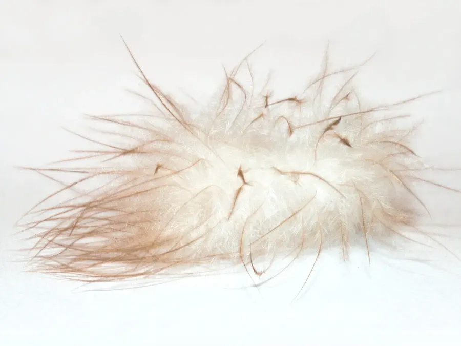 The Down feather card