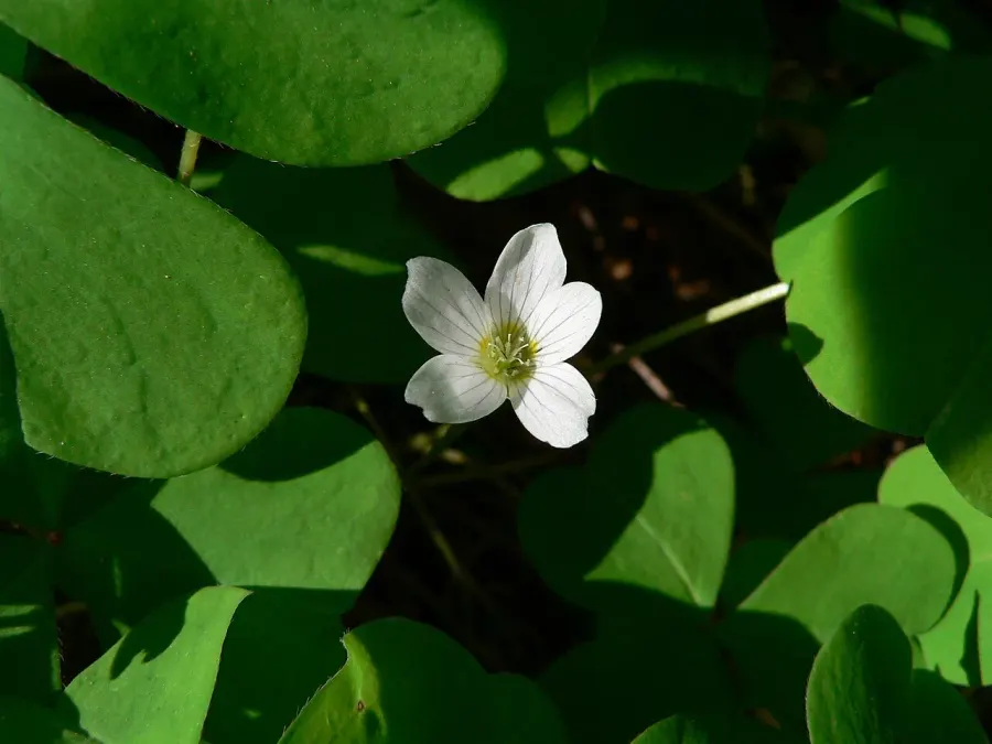 La carte Oxalis oregana