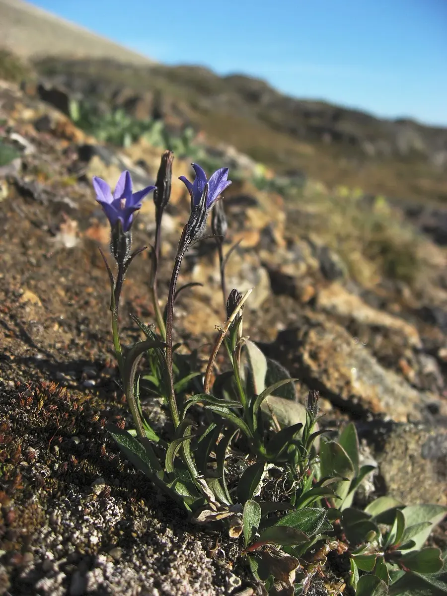 The Campanula uniflora card