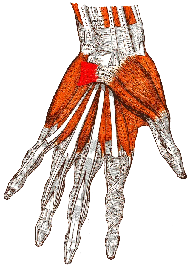 The Palmaris brevis muscle card
