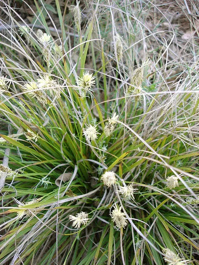 The Carex halleriana card