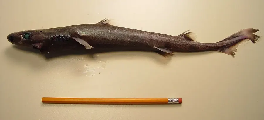 The Smooth lanternshark card