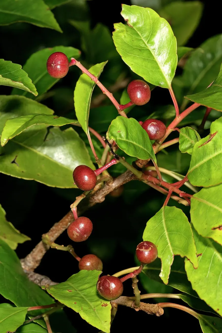 The Prunus africana card
