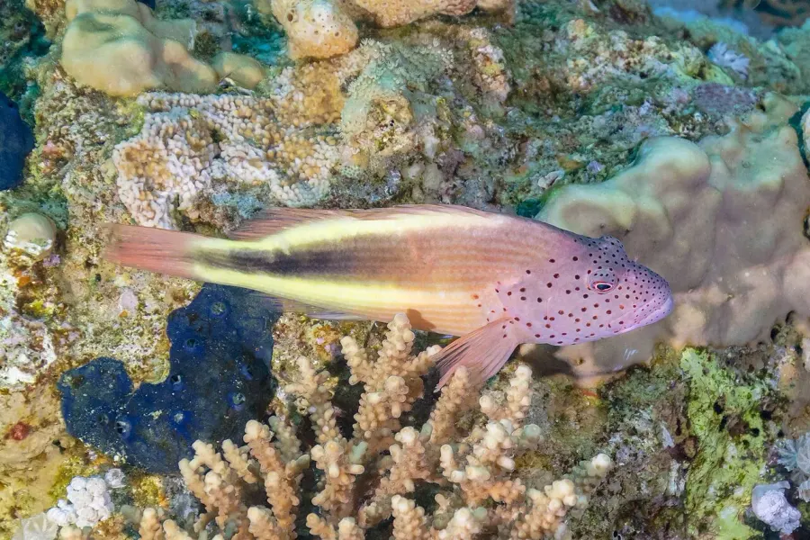 La carte Paracirrhites forsteri
