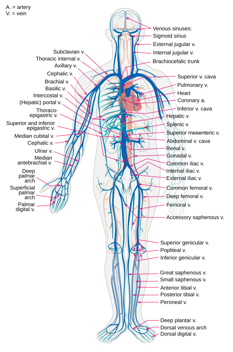 The Vein card