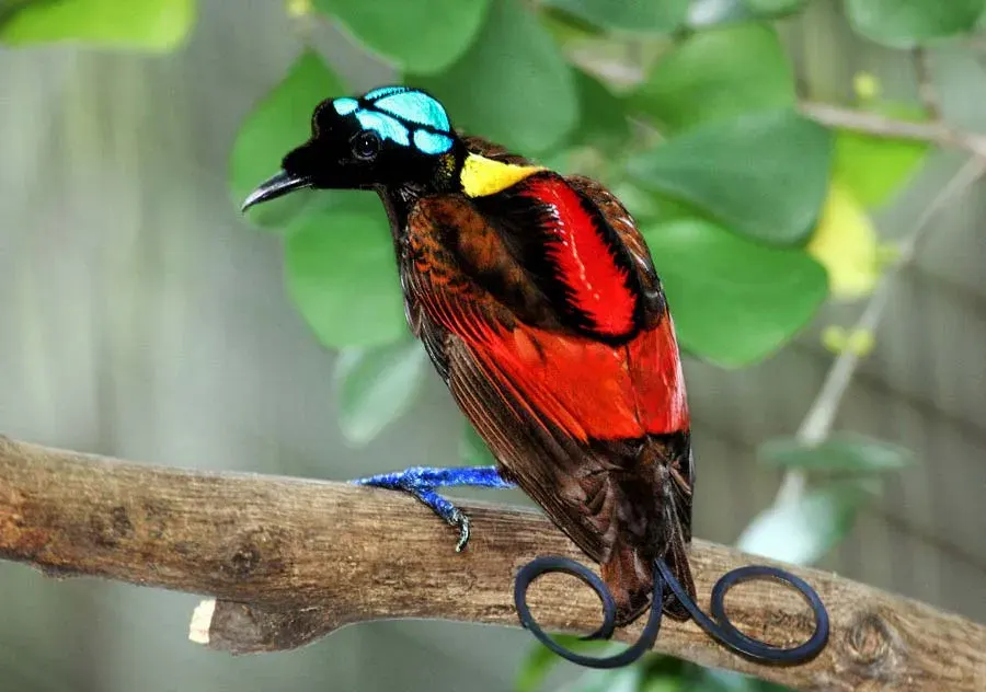 La carte Diphyllodes