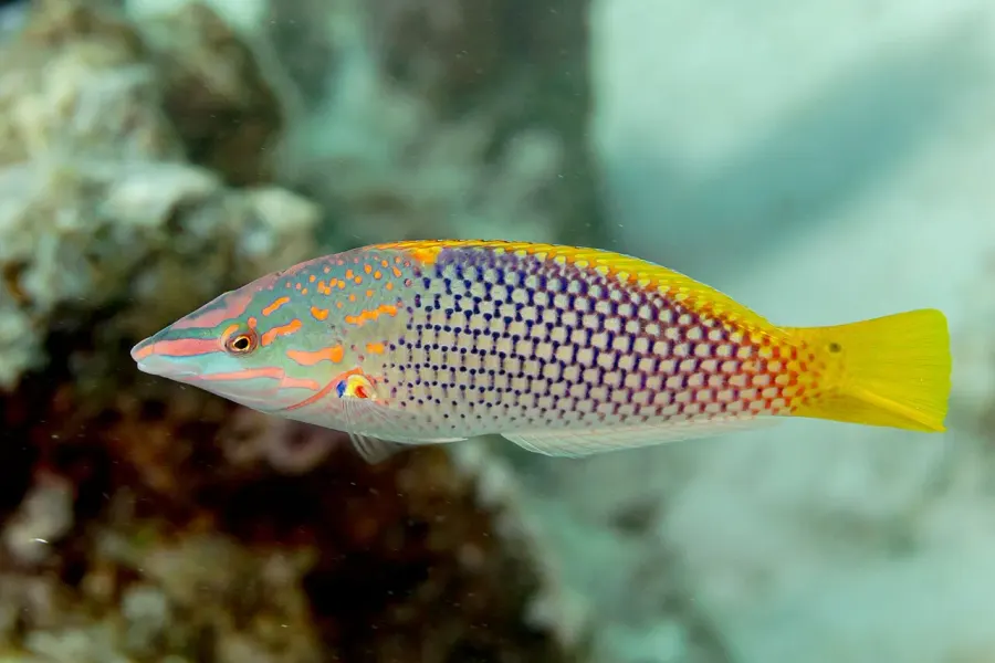 The Checkerboard wrasse card