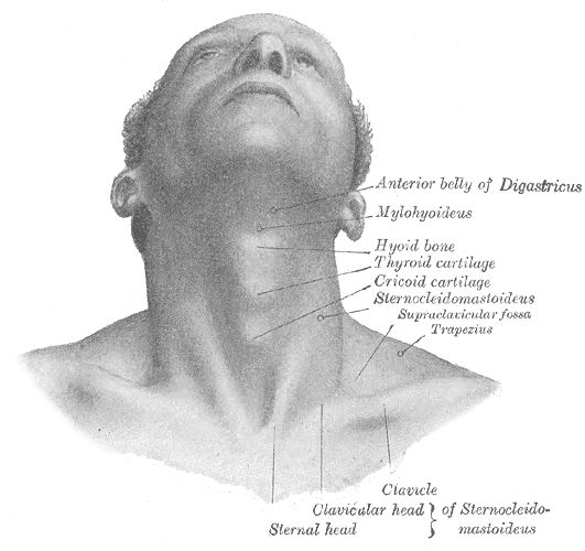 The Neck card