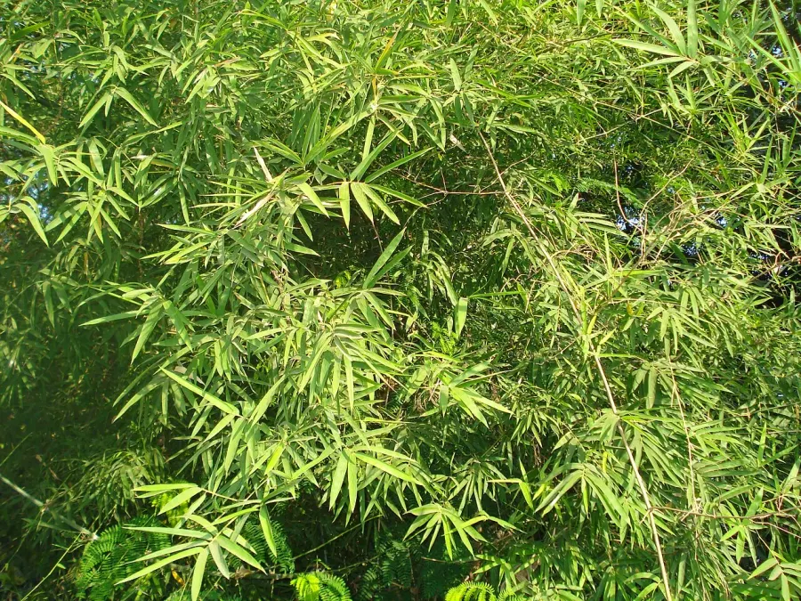 La carte Dendrocalamus strictus