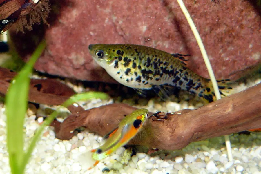 La carte Phalloceros caudimaculatus