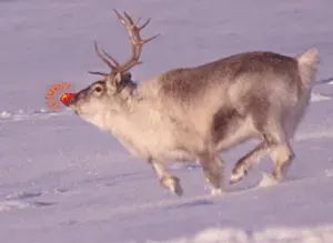 La carte Rudolphe le renne au nez rouge