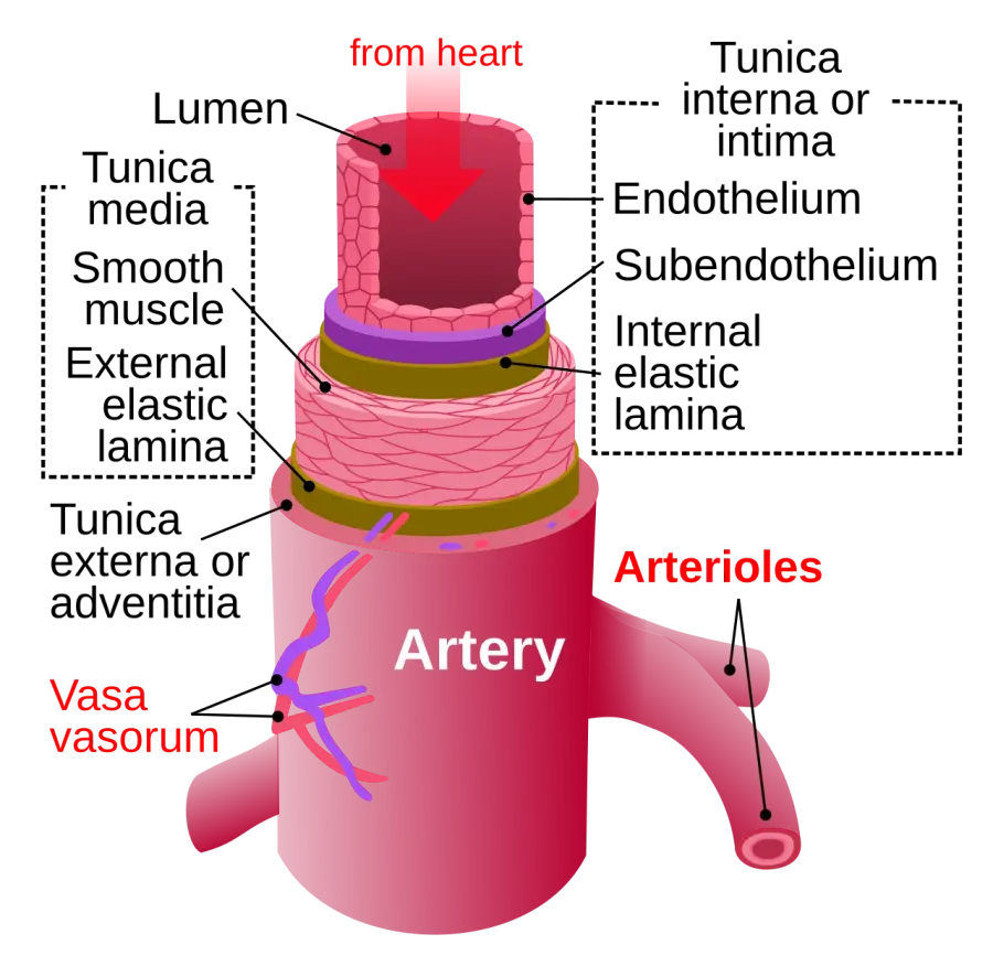 La carte Artère