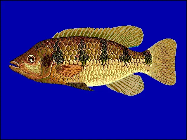The Hemichromis fasciatus card