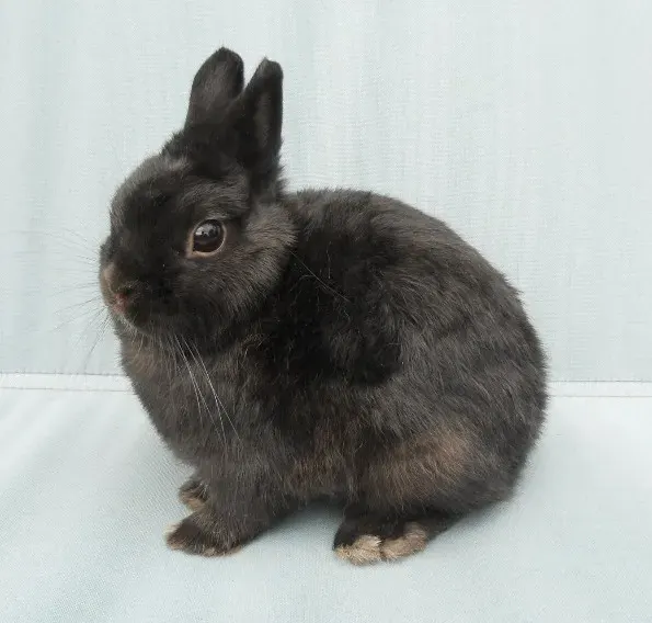 The Netherland Dwarf rabbit card