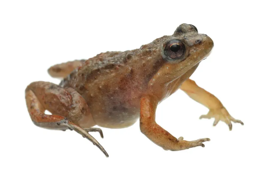 La carte Microbatrachella capensis