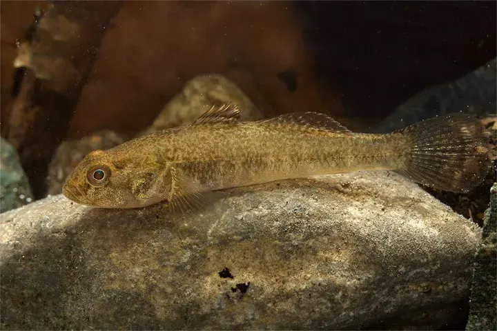 La carte Padogobius bonelli