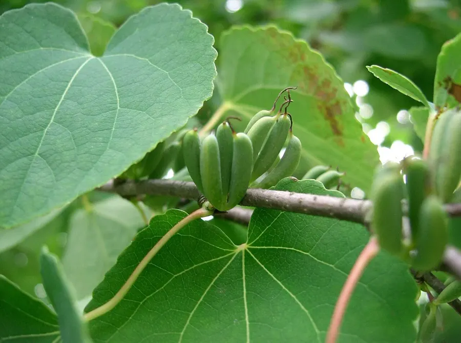 La carte Cercidiphyllaceae