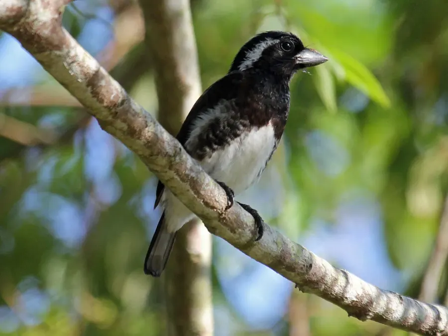 The White-eared barbet card