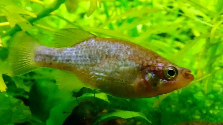 The Relict splitfin card