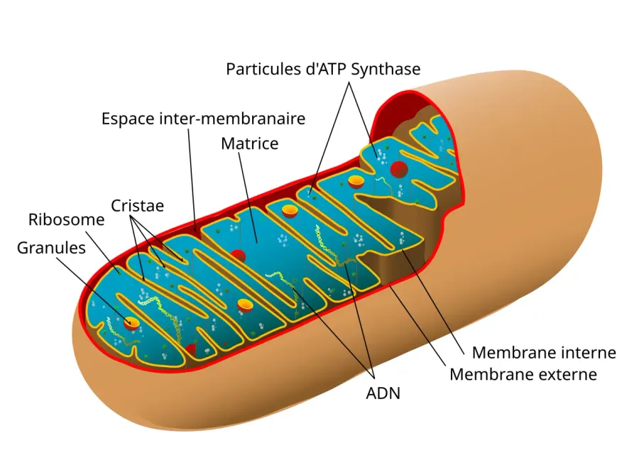 The Beta oxidation card