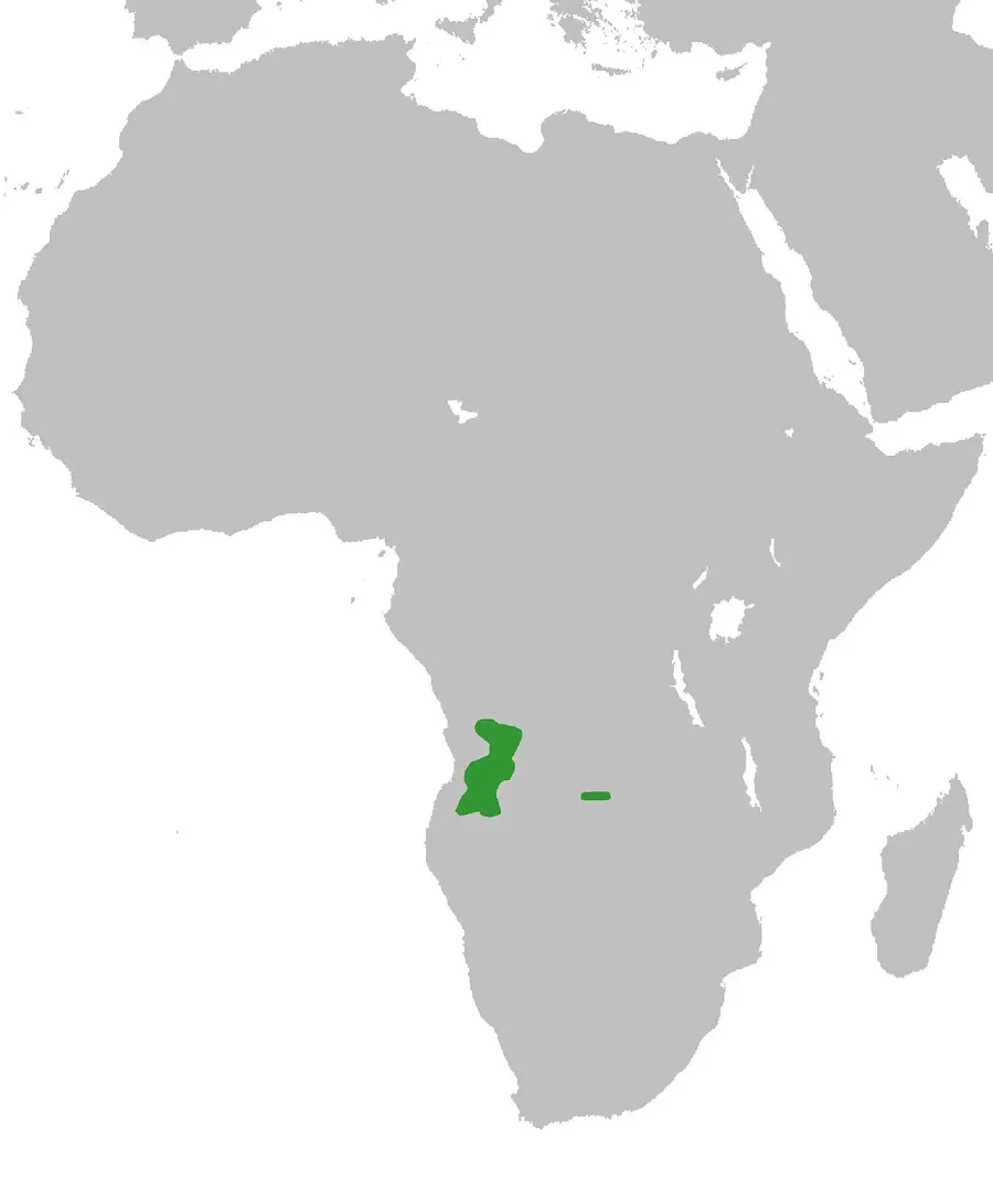 La carte Graphiurus angolensis