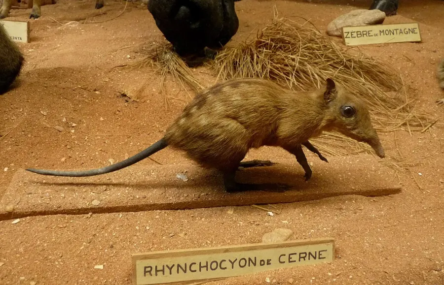 The Chequered sengi card
