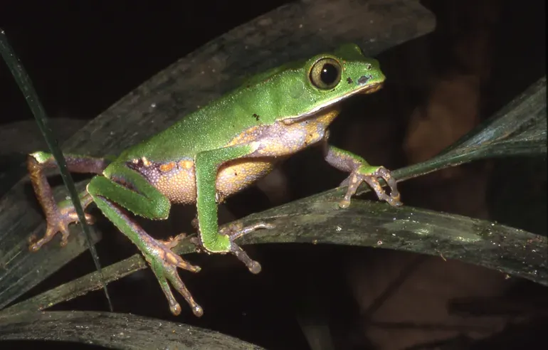 La carte Phyllomedusa vaillantii