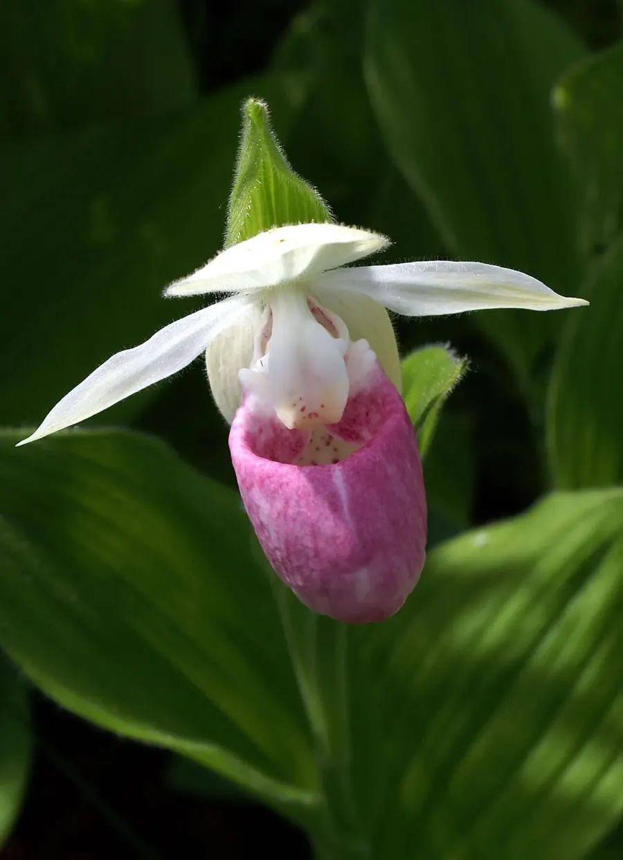 La carte Cypripedium reginae