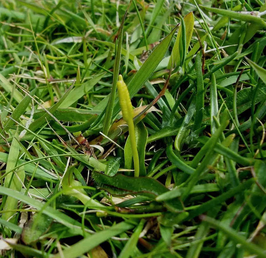 La carte Ophioglossum azoricum