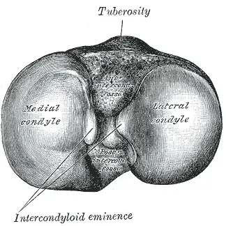 The Condyle card