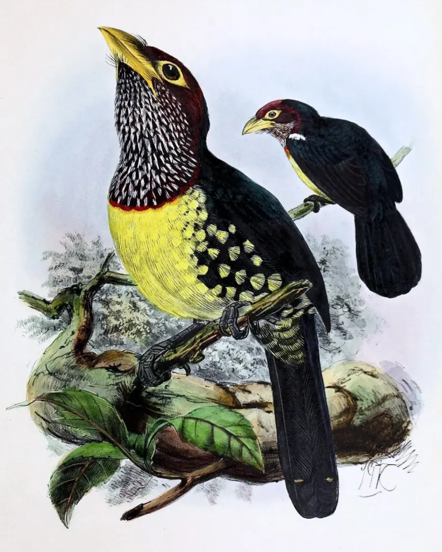 The Eastern yellow-billed barbet card