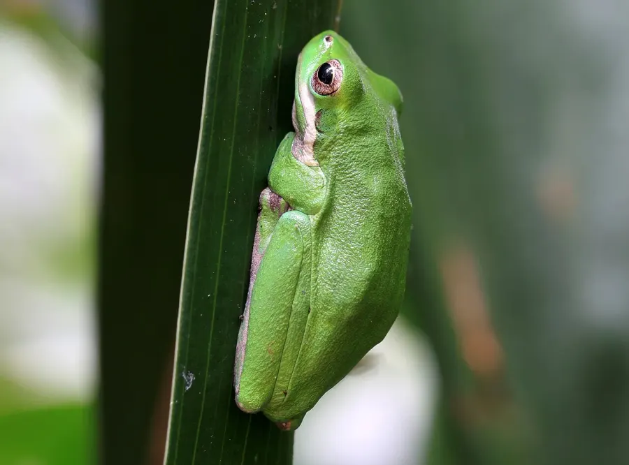 The Eastern dwarf tree frog card