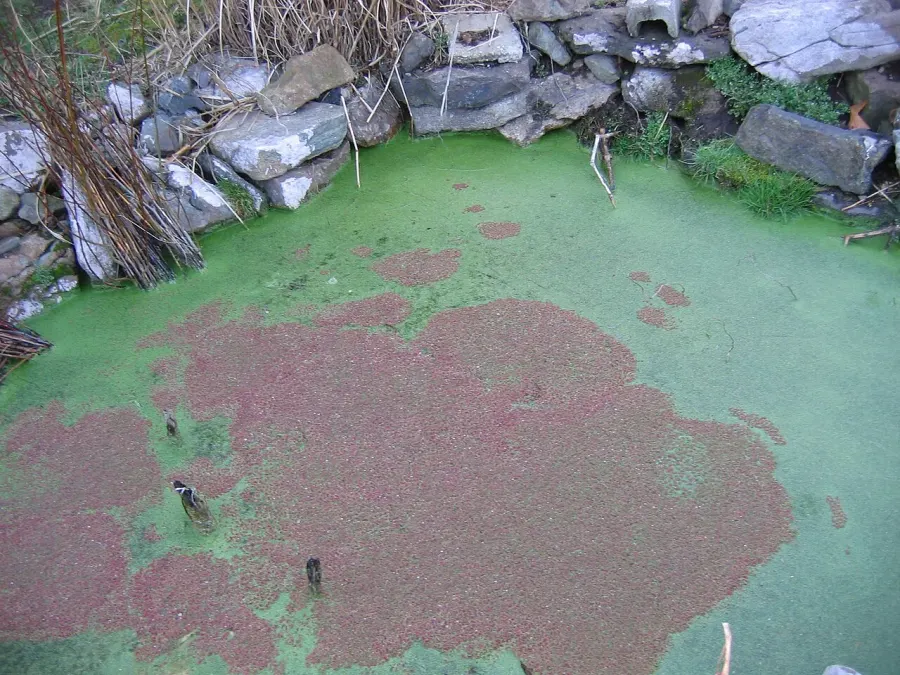 The Azolla cristata card