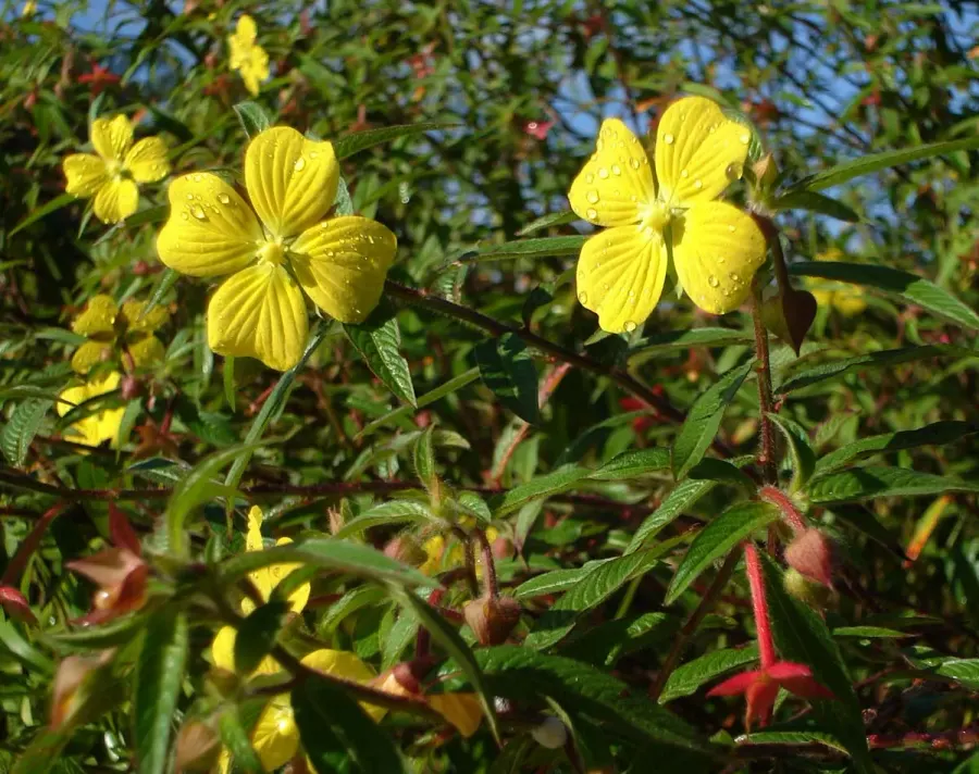 La carte Ludwigia octovalvis