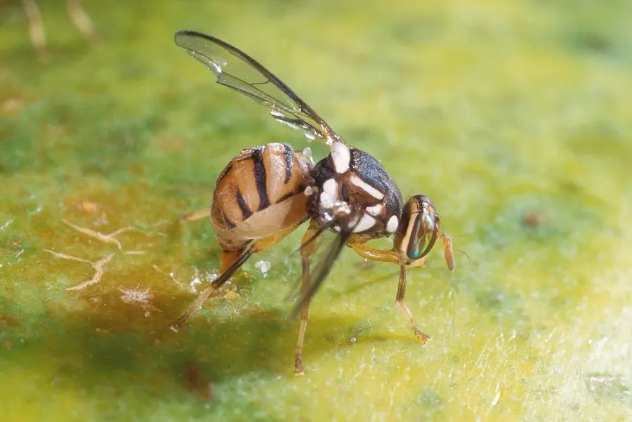 The Bactrocera dorsalis card