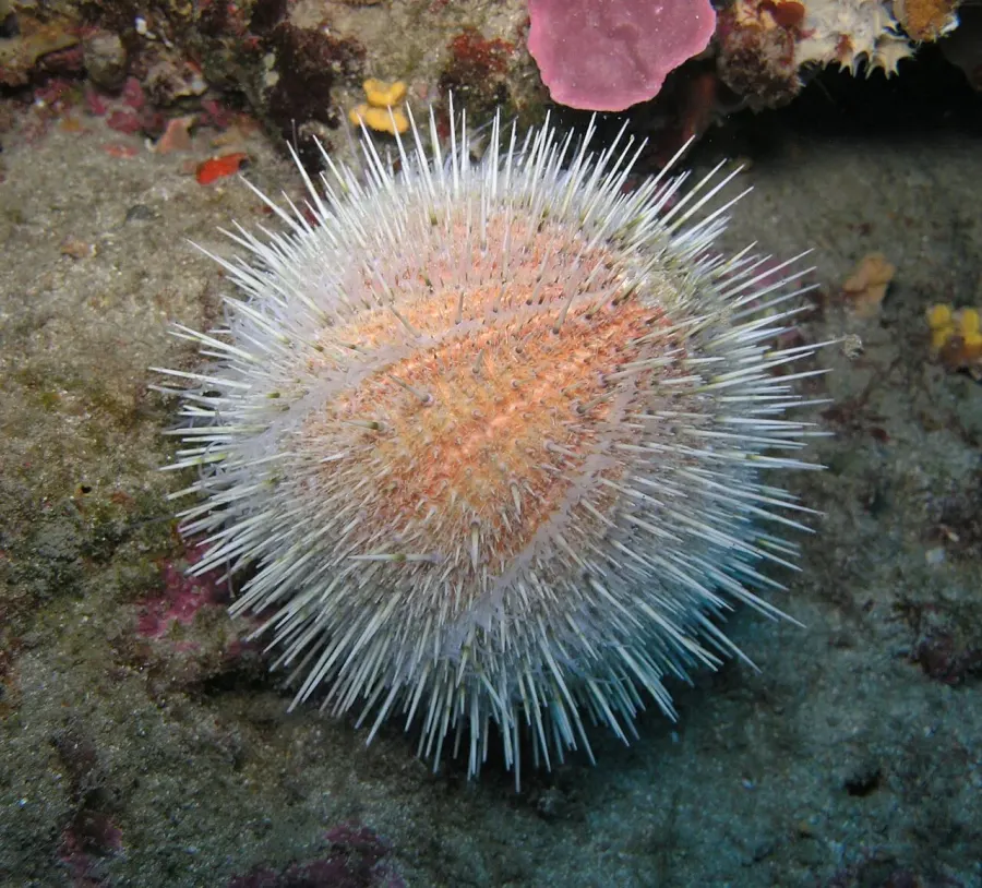 La carte Echinoida