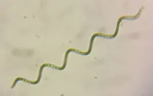 La carte Arthrospira