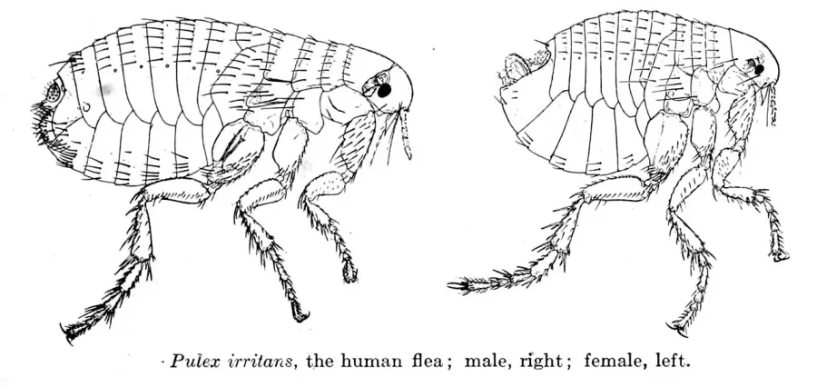 La carte Pulex irritans