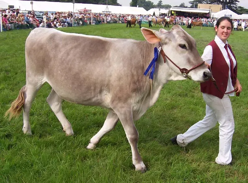 La carte Brown swiss