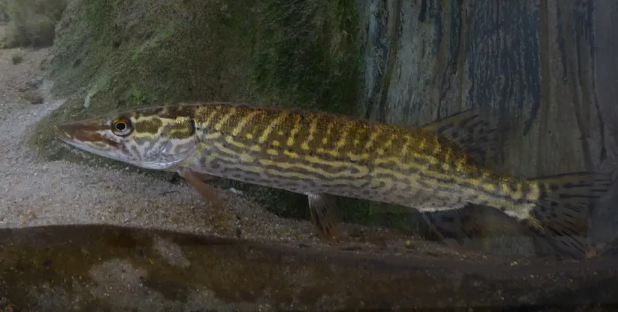 The Esox cisalpinus card