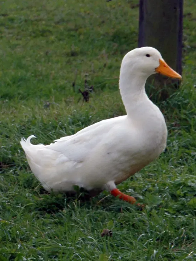 The American Pekin card
