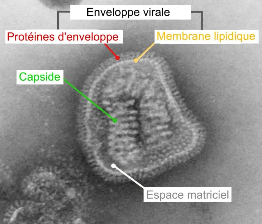 La carte Enveloppe virale