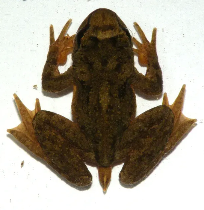 The Ascaphus truei card