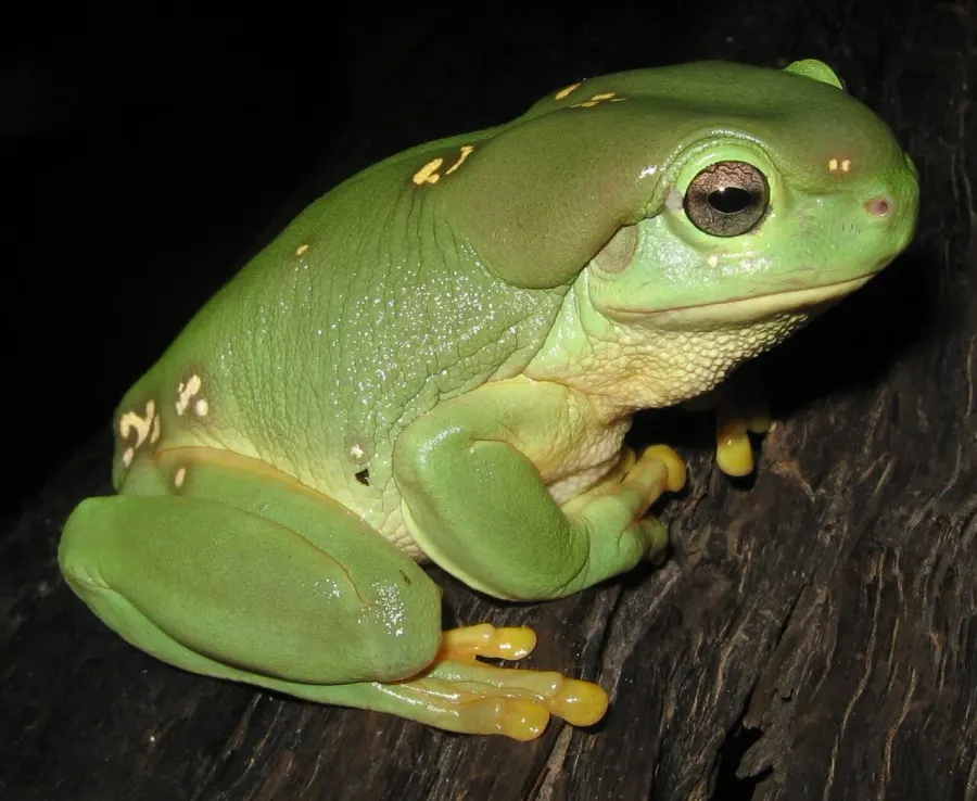 The Magnificent tree frog card