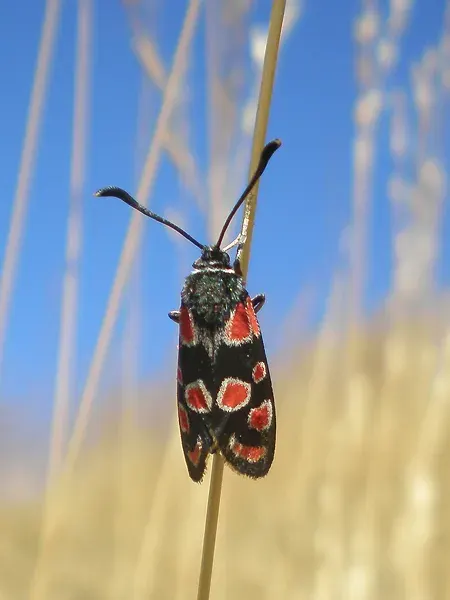 La carte Zygaena carniolica