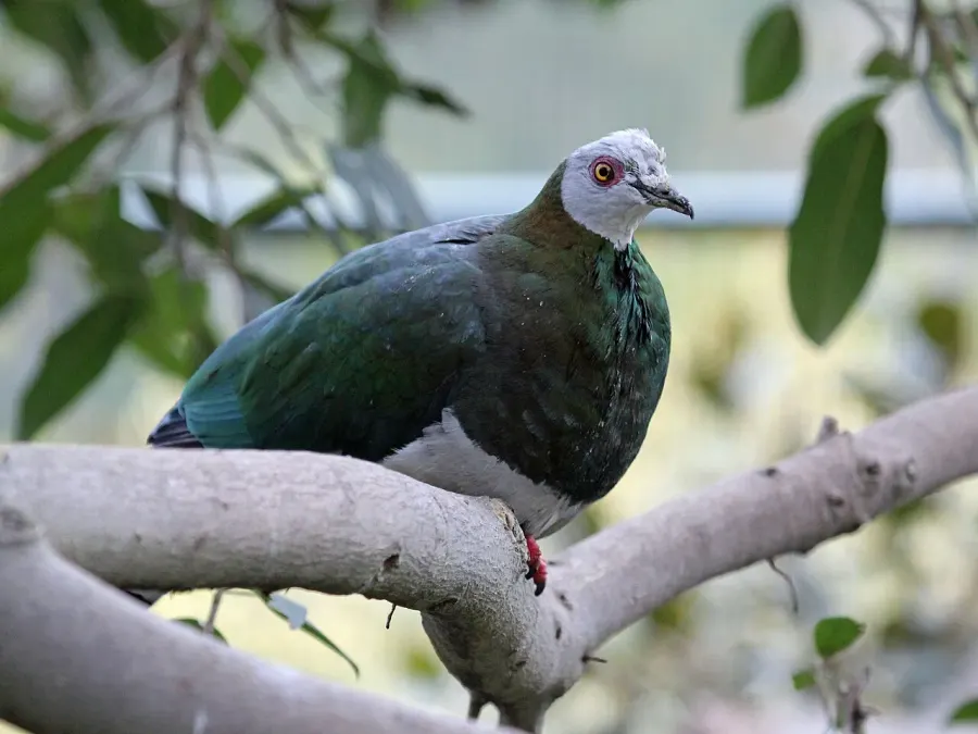The White-bellied imperial pigeon card